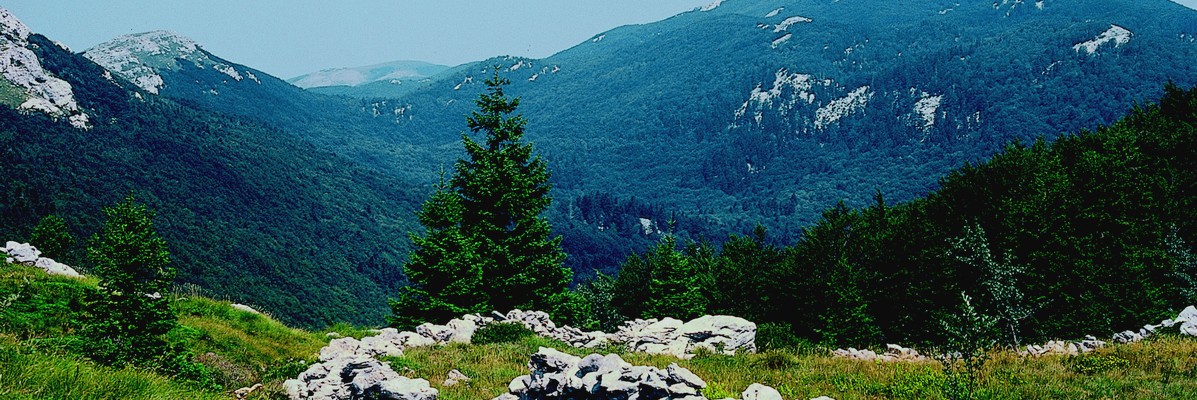 zecjak_foto_alan_caplar zecjak_foto_alan_caplar